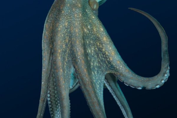 Kraken зайти на сайт