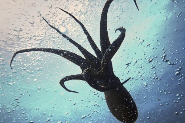 Кракен даркнет ссылка kraken link24 info